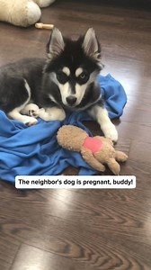 What are you talking about? I was just there for the snacks, not to sign up for puppy support! 🐶🐾😅 #funnyreels #dog #cutedog #puppy #pomsky #doglover #joke #dogoftheday #puppylove #viralpost #trendingreels | Zeus the Pomsky