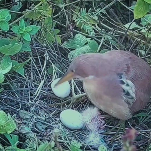 Bird incubation process: How long does it take for eggs to hatch? #tiktakchannel5 #wildanimal #wildlife #nature