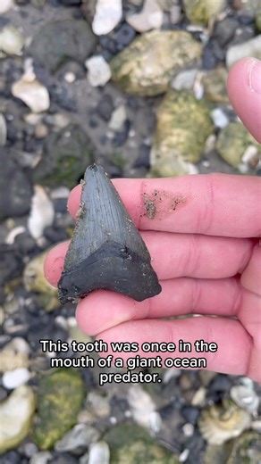 This tooth once belonged to a GIANT ocean predator!