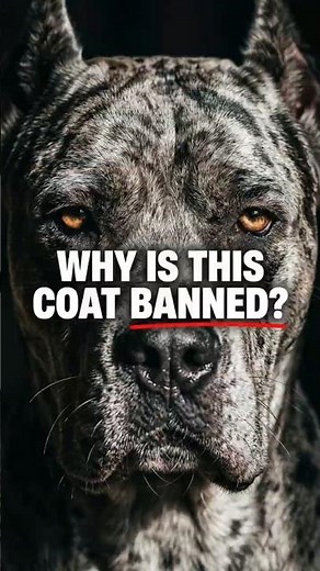 Why This Dog Coat Is Banned in Some Countries 🚫