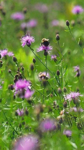 Moments of Zen | Albany Pine Bush Preserve 🐝 Click the link in our bio for 6 family friendly outdoor adventures in Albany County! 🌳 | Discover Albany