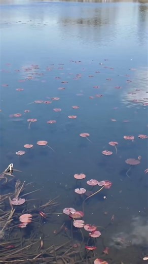 いもり池の静かな風景｜A Quiet Lake in Japan