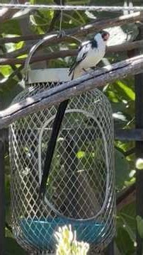 African Songbirds with Long Scary Tails live in Our Southern California Garden Pin-tailed Whydah