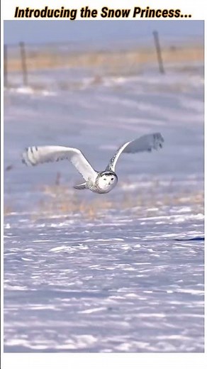 Meet the Snow Princess: The World’s Most Beautiful Owl (4K)