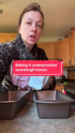 Baking 4 underproofed sourdough loaves - I called it when I was shaping this dough last night. It just felt dense as I was shaping, never fully came to life, never had that beautiful dome or the beautiful jiggle - head back two videos to see. ❤️ as always, it’s not a big deal. It’s still edible. #sourdoughclub #sourdoughtok #sourdoughforbeginners #sourdoughbaking #sourdoughstarter