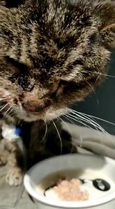 122K views · 1.7K reactions | Kleiner Kämpfer ❤ der heutige Fundkater Video ist bei unserer Tierärztin Cathy Grasnick 殺 Update: Besitzer gefunden 殺 Er ist sage und schreibe 22 Jahre alt Er hat sich wohl in seiner Demenz verirrt und wird nicht mehr raus gelassen. Er hängt noch am Tropf es geht ihm aber deutlich besser und gefressen hat er heute auch schon gut  | Gnadenhof & Wildtierrettung Notkleintiere e.V. | Facebook