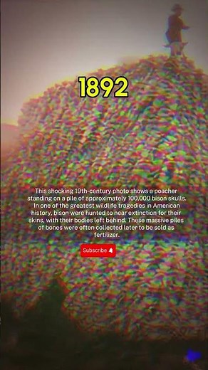 Bison Skull Pile, c. 1892: Near-Extinction of the American Bison