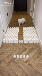 23M views · 358K reactions | Cute, smart and talented cat! Meow!  Be amazed! 朗 ©mmeowmmia | TikTok | Facebook