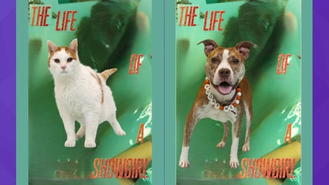 Young-Williams Animal Shelter celebrates Taylor Swift's new album