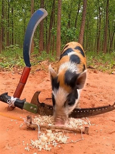 Effective Wild Pig Trap Construction Techniques