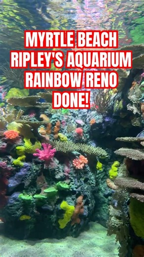 Myrtle Beach Ripley's Aquarium Rainbow Reef Back Open at Broadway at the Beach! #myrtlebeach