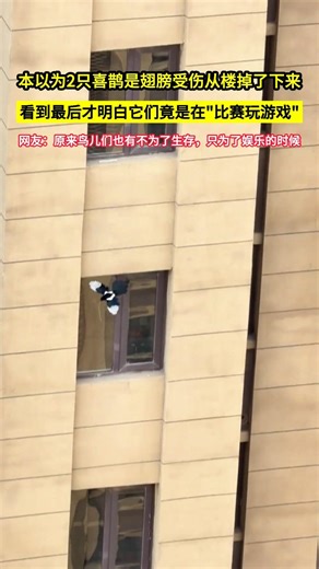 本以為2只喜鵲是翅膀受傷從樓掉了下來，看到最後才明白它們竟是在"比賽玩遊戲"，網友：原來鳥兒們也有不為了生存，只為了娛樂的時候！#shorts