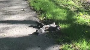 Guy rescues 4 baby squirrels with their tails tangled together