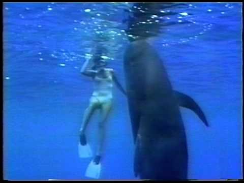 Pilot Whale & lady swimmer