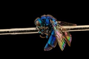 These spectacular lab photos showcase the beauty of the humble bee