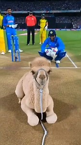 Baby camel seen in the stadium #challenge2025viralreelschallengejaiviralreelschallengeviralreelschallenge #cricket #sports #challengechallengetodayaaaTodays | Filmy Pixverse
