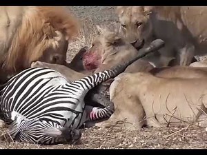 Wild Hyenas Eating Prey Alive | Survival in Africa