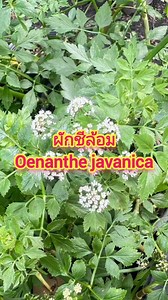 29K views · 599 reactions | ผักชีล้อม(Oenanthe javanica) #@สุวรรณะ...