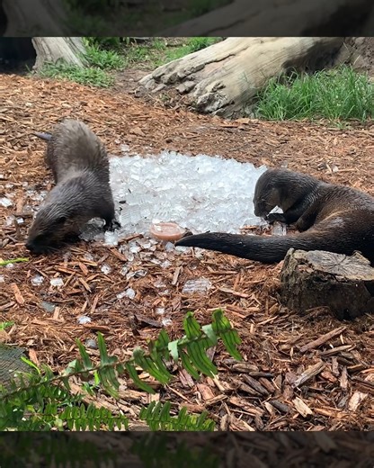 4K views · 113 reactions | How do our animals stay cool in the heat? Sometimes, they get a fun & frozen pile of enrichment! Fern and Molly, the North American river otters, are used to the heat. That doesn't mean this native Floridian species can't enjoy a pile of ice cubes, though! | Central Florida Zoo & Botanical Gardens | Facebook