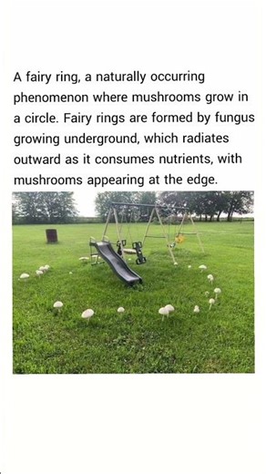 a fairy ring, a naturally occurring phenomenon where mushrooms grow in a circle