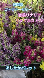 #First time gardening! #Perennial Linaria #Ashitaka Palette #Ripple Stone #Goto Nursery #Gardening