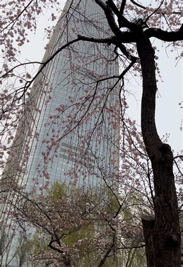 Spring is when the trees are filled with beautiful flowers in different colors and turning the whole area really pretty and feels like sweet🌸🥰 A lot of places to vist and festivals to go to in South Korea during this season ☺️ #ezaiplorer #southkorea #spring #koreatravel #koreaspring