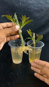 Make your garden tangy & juicy with lemons || How to grow lemon plant at home from stems //#highlights | DIY IndoorGarden
