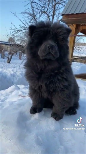 red hot water chau-chau