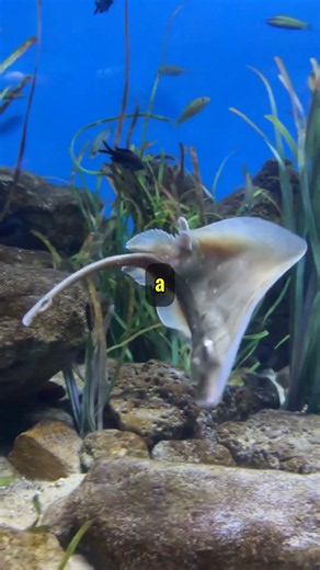 3 Terrifying Deep Sea Creatures That Actually Exist #shorts #abyssalfacts #ocean