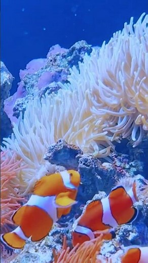 Dream Tank Setup: The Perfect Nemo Aquarium