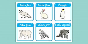 Winter Animals Cards