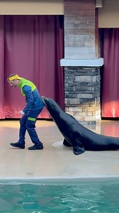 California sea lion #sealions | Bucky