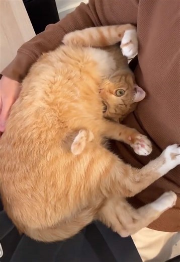 Miso & Mango (@themisoandmango)’s video of orange cat behavior