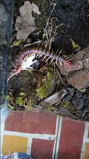 Centipede feeding mouse
