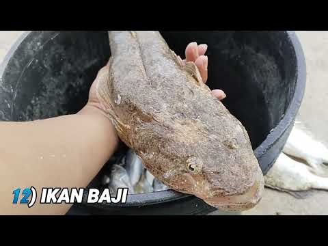 12 Jenis Ikan Air Masin Popular (kerapu singa,Baji,daun baru,gerut-gerut,jenahak, GT, senangin)