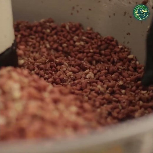 GIRORGANIC Groundnut Oil Extraction | Traditional Kachi Ghani Method | From Farm to Pure Oil