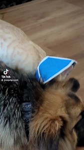 One of our most pressing needs is to find great foster homes for our rescue pets. Becoming a foster parent for SVPP means you will care for an animal in your home for a temporary period of time. Without a facility, we can't save the lives of pets at risk in our local shelter without you — our foster families. Have questions about fostering? Please contact us at foster@svpetproject.org. | Silicon Valley Pet Project