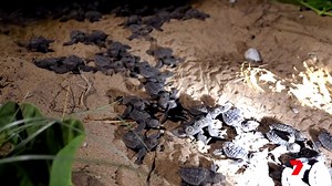 Now THIS is a bucket list item! Liv's headed to Turtle Sands in Mon Repos this weekend, the perfect base camp for an incredible hatchling experience at the Mon Repos Turtle Centre 🐢 | Creek to Coast