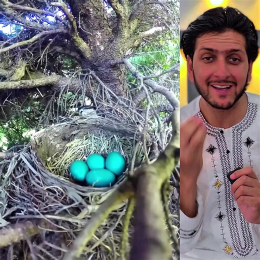 A Unique Bird #farooqtv #foryou #fürdich #forupage #for | bird