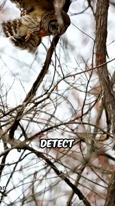 5 Animals That Make Hiding Completely Pointless (Number 1 is a Nightmare) #Animals #Wildlife #Nature | My Amazing World