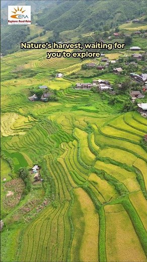 Muong Hoa Valley – The Heart of Sapa’s Golden Season