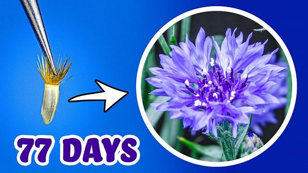 77 days in 2 minutes: Cornflower time-lapse from seed to bloom