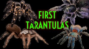 I have received a lot of messages lately asking what I would suggest as the FIRST pet tarantula someone new to the hobby should get. I have also gotten a lot of questions from parents and educators asking for an easy and calm species of theraphosidae they could get for their children or classroom. I have made a few videos that kind of answer those questions, but this week I giving you my list of the BEST PET Tarantulas that are safe, easy and hardy! If there are species that did NOT make my list