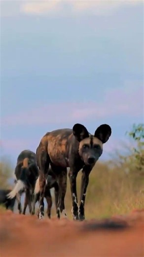 PAINTED DOGS | African Wild Dogs Follow a Scent Trail #wilddogs #animalbehavior #predatorsofthewild