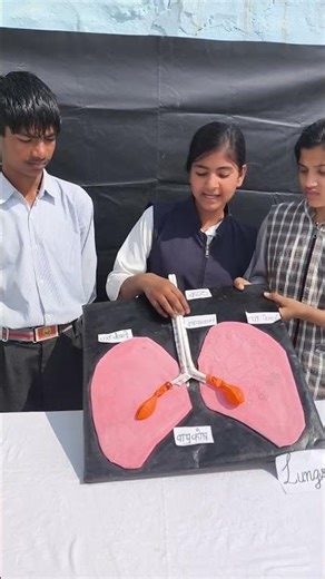 Lungs Working Model | How to Make a Modelof Respiratory System #science