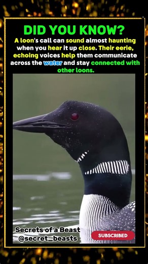 DID YOU KNOW THIS BIRD SOUNDS LIKE A GHOST ?