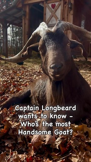 Captain Longbeard would like you to tell him who is the most handsome goat of all? This big handsome hunk was used for breeding for years. When he first came to us, he was a buck, an intact male. He was pretty aggressive and would actually, headbutt me across an entire pasture, slamming me up against the fence line. It was quite terrifying lol. He also head butted the barn wall off his isolation barn. He’s a strong guy and thankfully has calmed down! | The Riley Farm Rescue