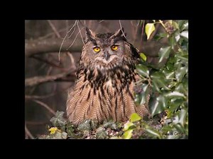 Canto del Gufo Reale - Richiamo