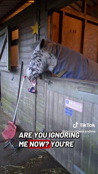 Human Horse: Understanding Human Language