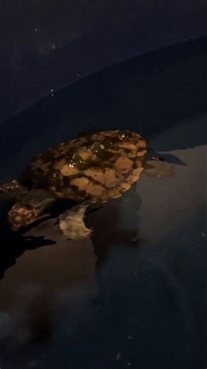 Kleines Wunder auf Sylt: Junge Meeresschildkröte strandet auf Kampen